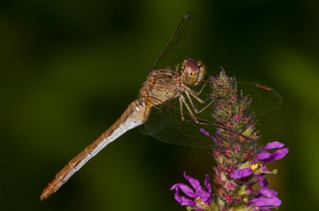 odonato 8 - Sympetrum meridionale  (femmina)